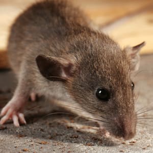 ネズミ