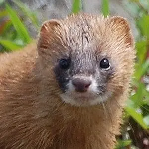 イタチ