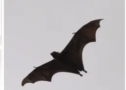 コウモリ