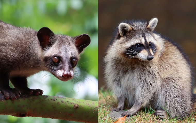 ハクビシン・アライグマ