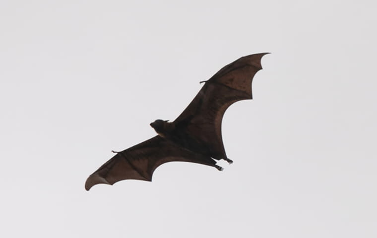 コウモリ
